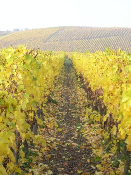 Herbstimpression I