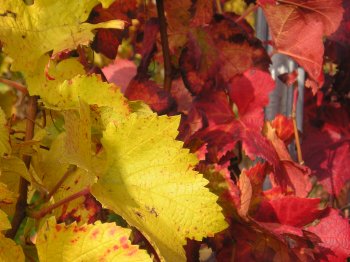 Herbstimpression III