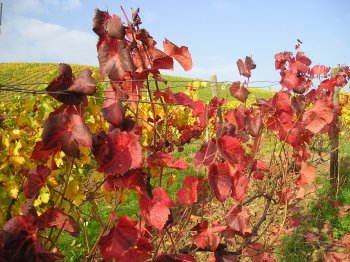 Herbstimpression II