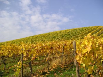 Herbstimpression IV