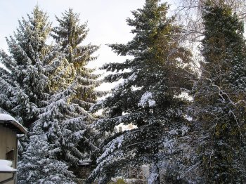 Bild: Schwarzwald Träume