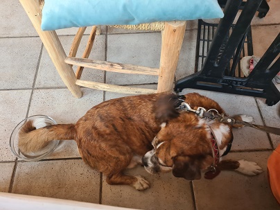 Keep cool! Bosbos tail in drinking bowl