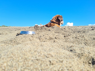 Castagneto Carducci: A day at the Dogs Beach, Interesting