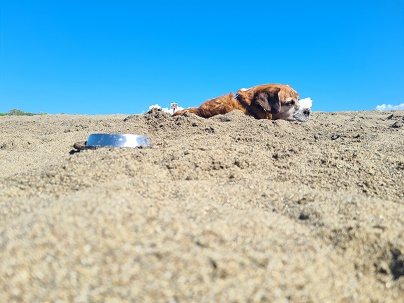 Castagneto Carducci: A day at the Dogs Beach, blue blue sky with a spot of cloud