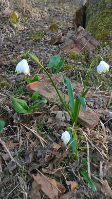Maerzenbecher in Bad Ueberkingen 1