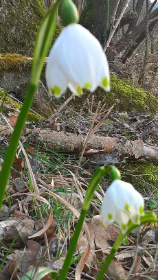Maerzenbecher in Bad Ueberkingen 2