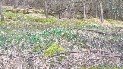 Maerzenbecher in Bad Ueberkingen 3